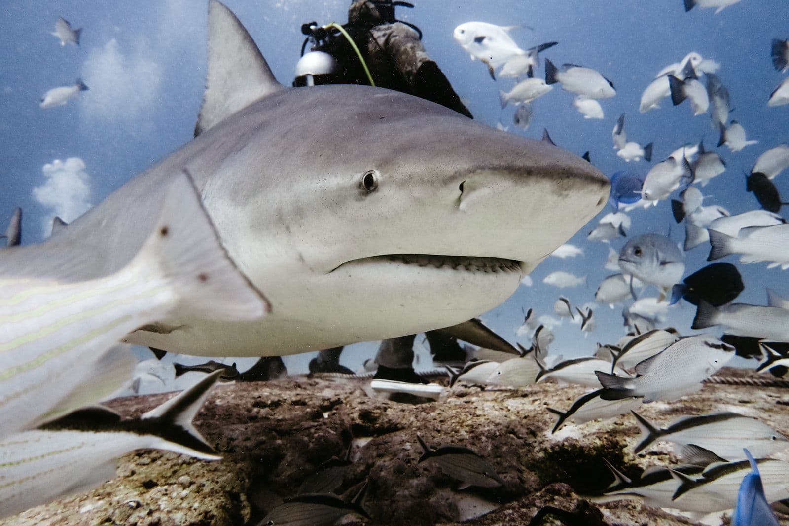 Bullshark Season - Feeding Dive