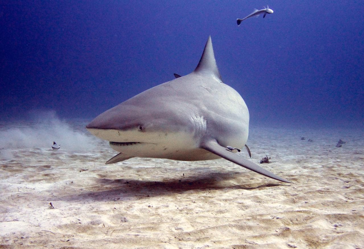 Bullshark Season - Observation Dive