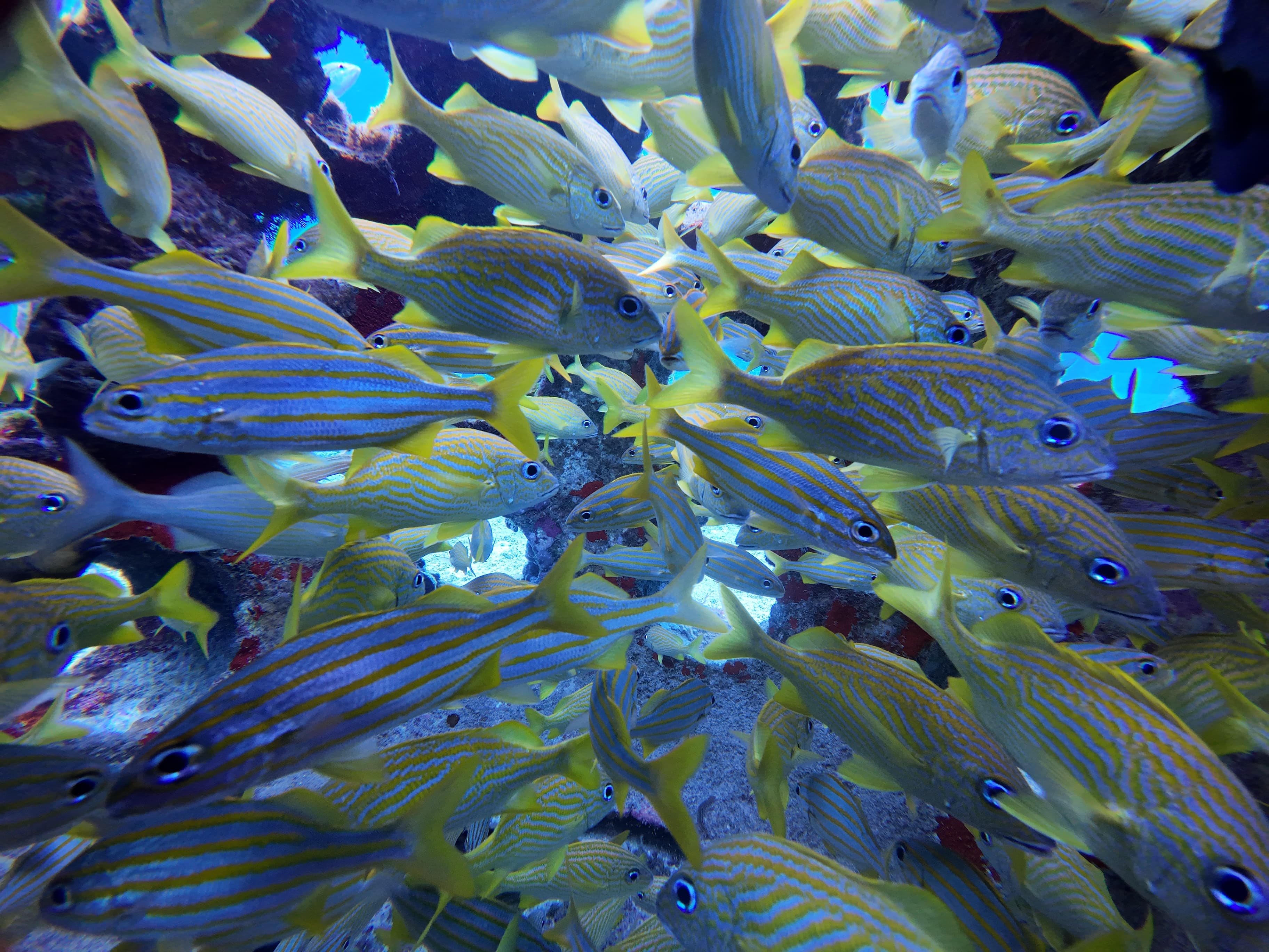 1 Day or Night Dive from Shore