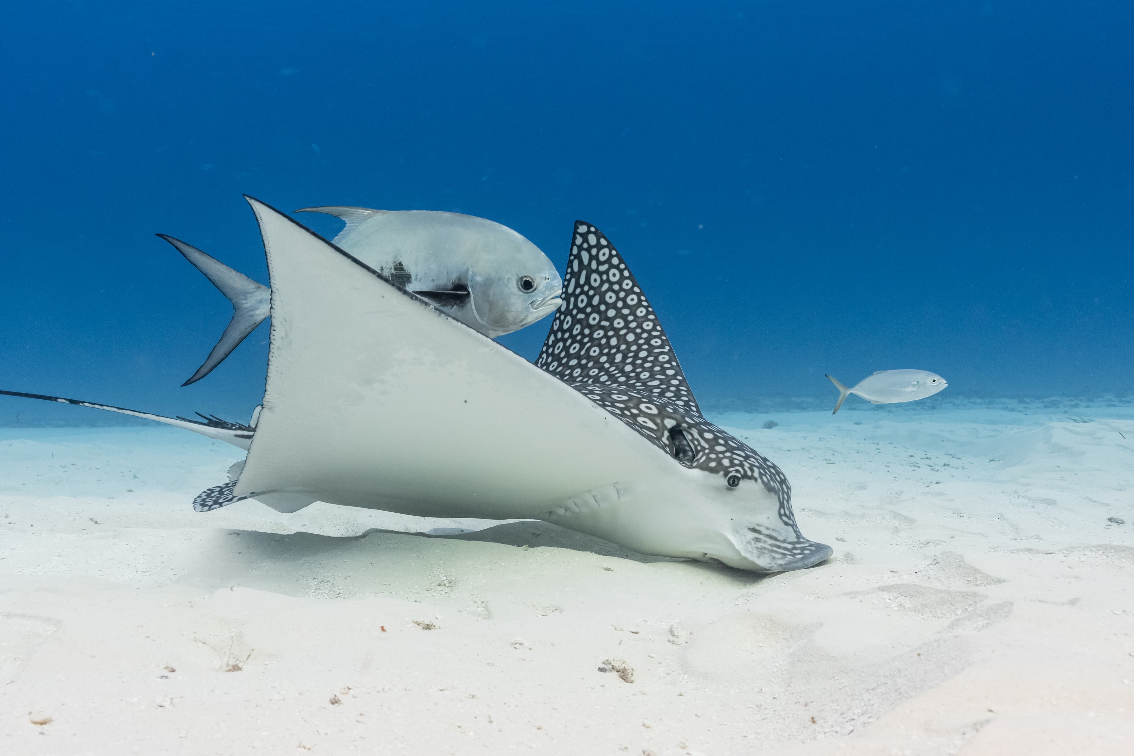 Scuba diving in crystal clear waters