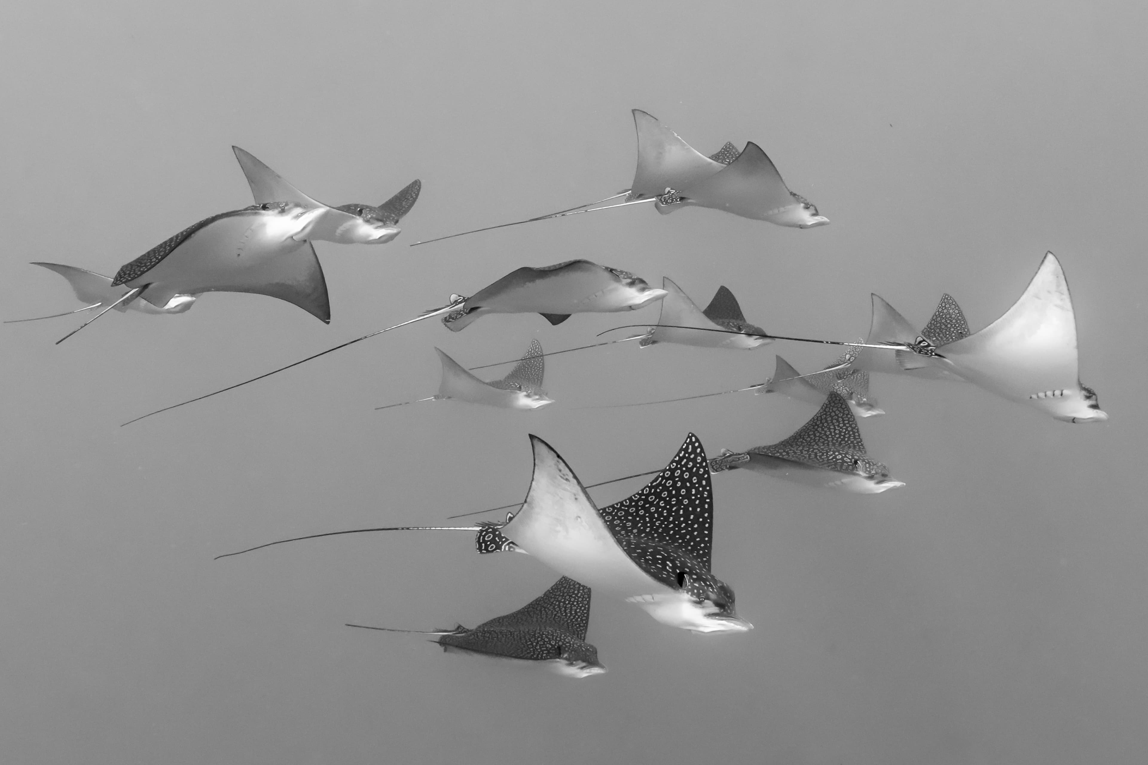 Eagle Ray Season - Cantarel