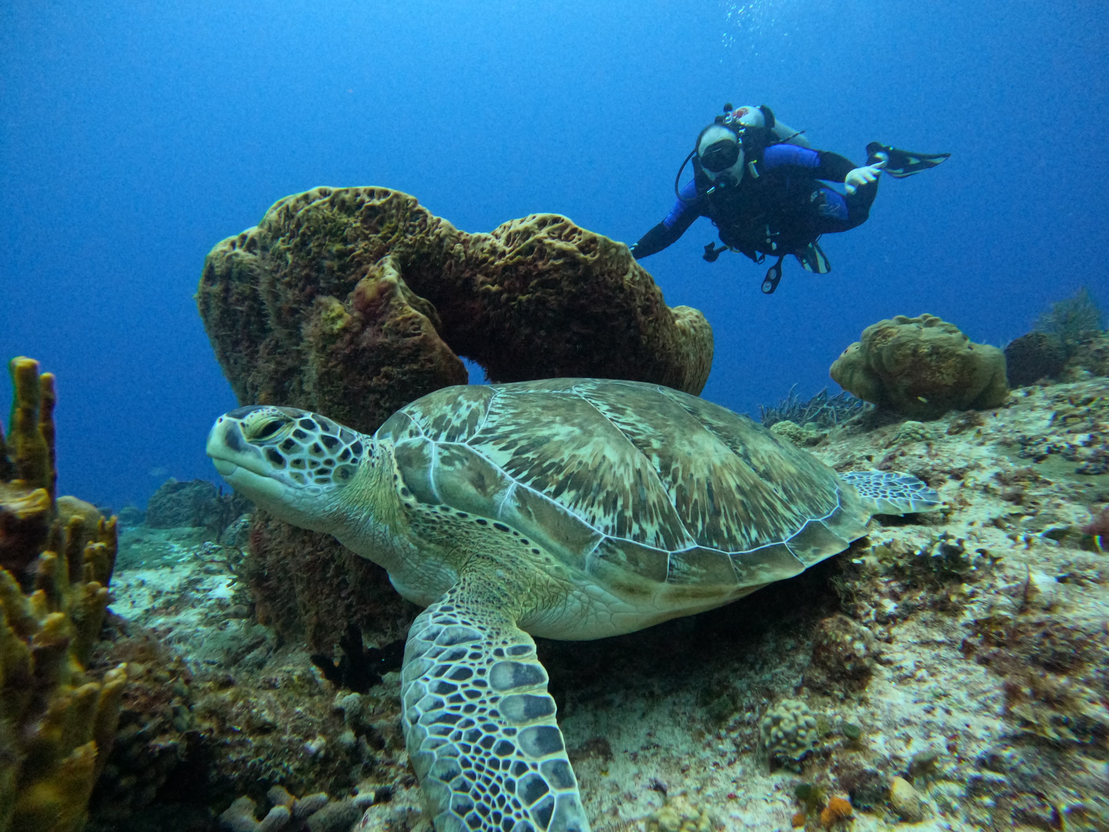 PADI Referral completion boat diving