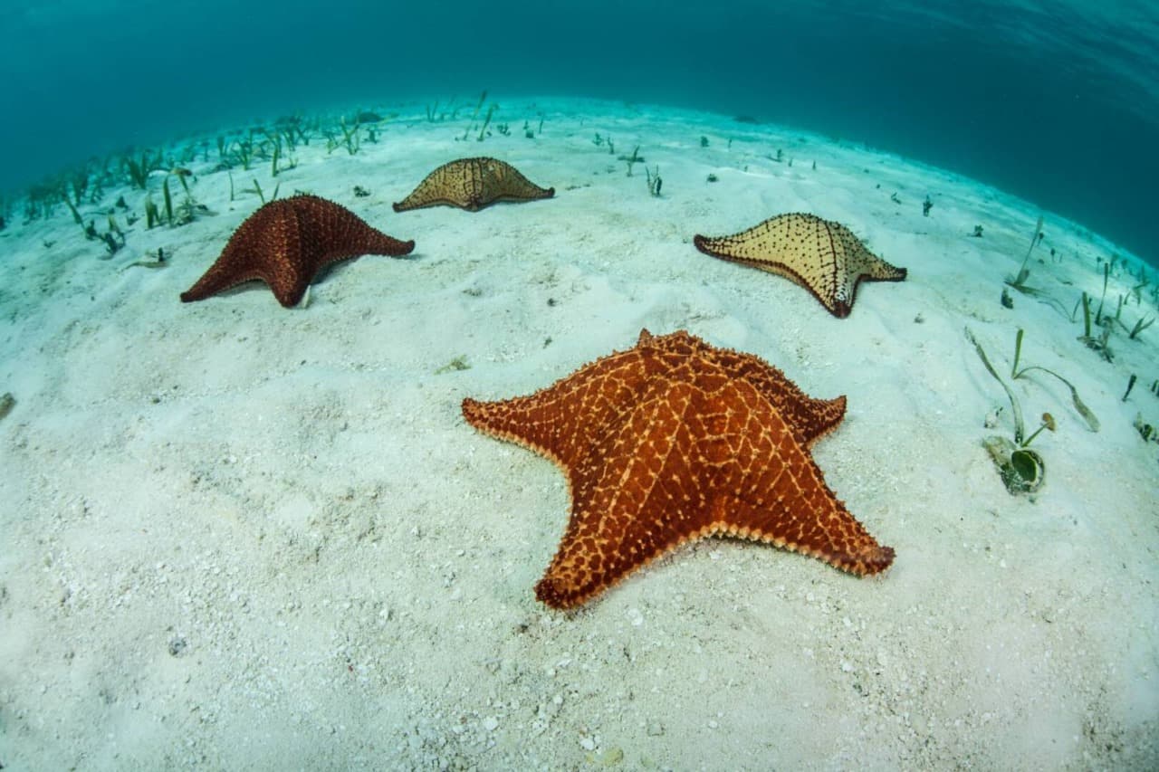 El Cielo snorkeling
