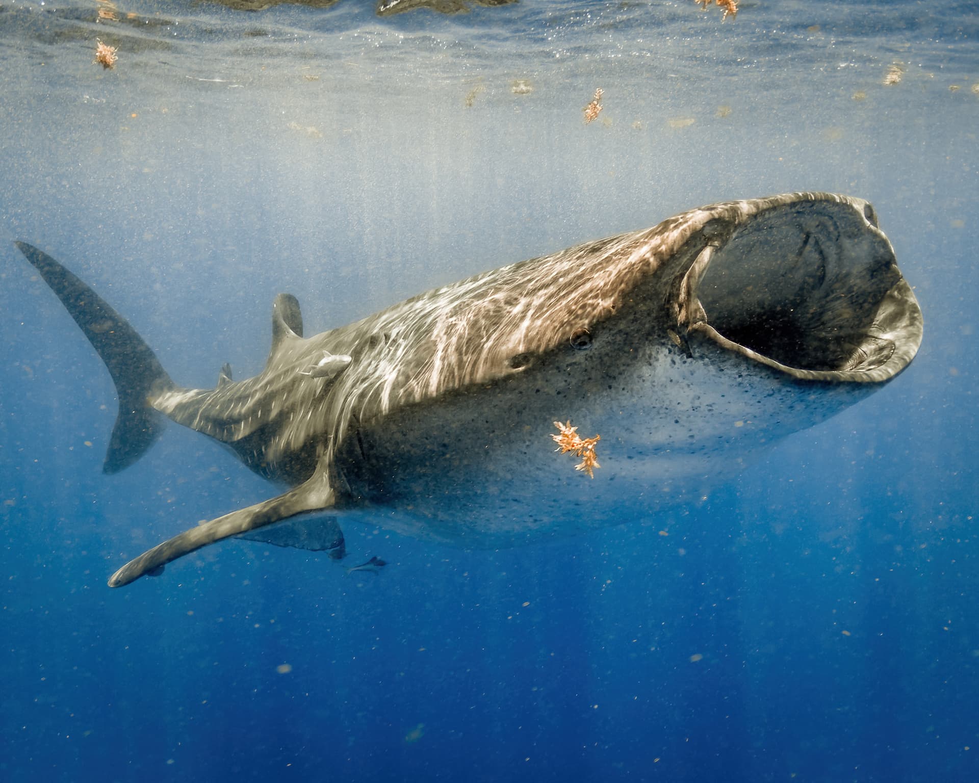 Whale shark swimming