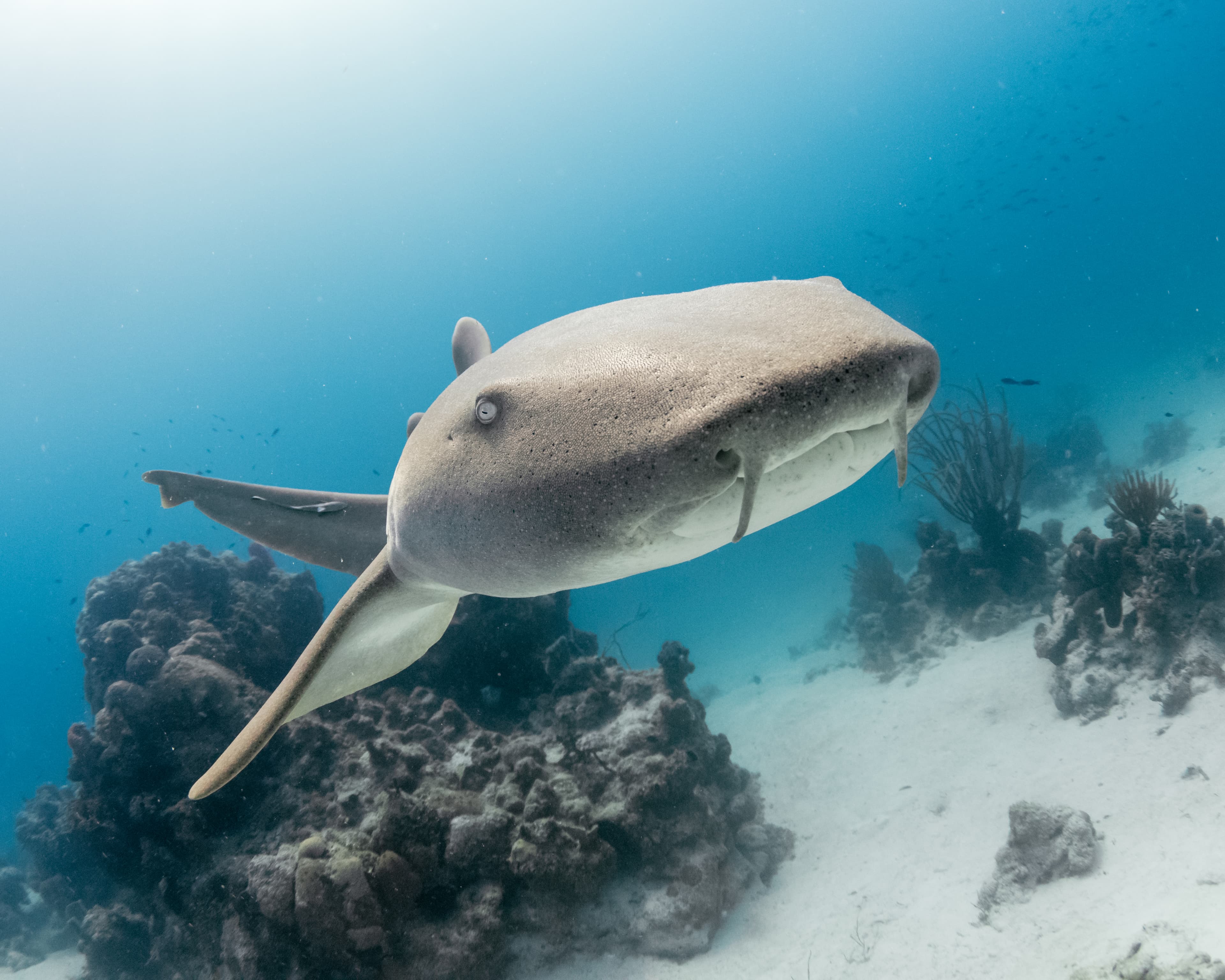 PADI Open Water Course background